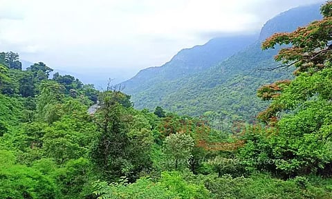 இந்தியாவில் வனப்பகுதி பரப்பளவு அதிகரிப்பு - ஆய்வறிக்கையில் தகவல்