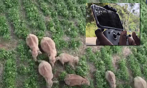 8 காட்டு யானைகளுடன் வலம் வரும் புல்லட் யானை : டிரோன் மூலம் தீவிர கண்காணிப்பு