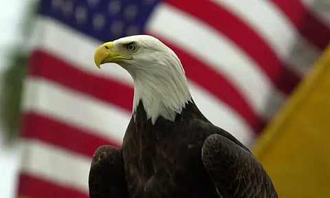 அமெரிக்காவின் தேசிய பறவையாக வழுக்கை கழுகு அறிவிப்பு