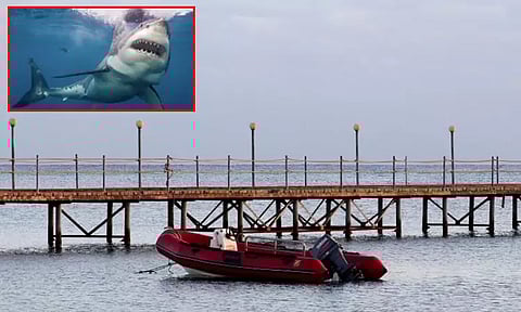 எகிப்து: தடை செய்யப்பட்ட பகுதிக்குள் அத்துமீறி நுழைந்த சுற்றுலா பயணி சுறா தாக்கியதில் பலி