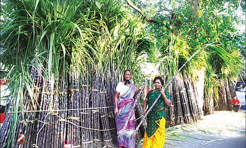 புதுச்சேரியில் விற்பனைக்கு வந்த செங்கரும்பு - கட்டு விலை ரூ.800
