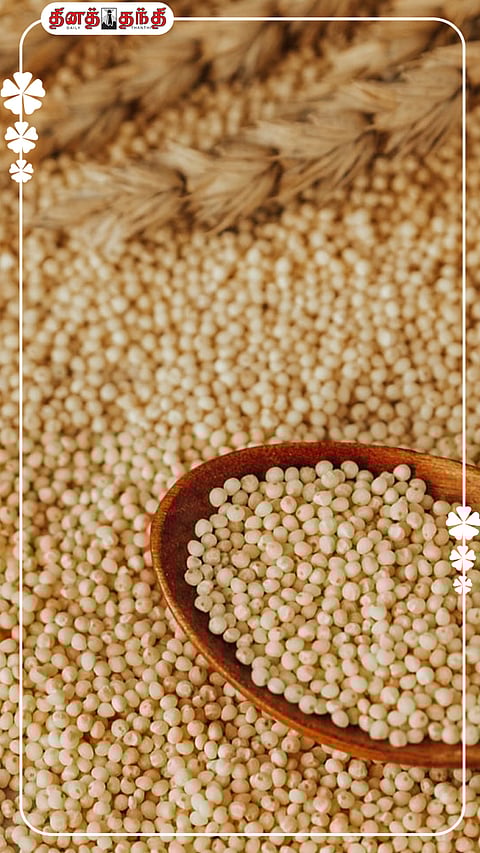 பல நன்மைகளை தரும் பனிவரகு..!