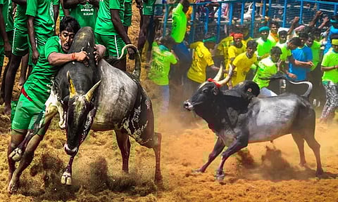 மதுரை ஜல்லிக்கட்டில் பங்கேற்க 12,623 காளைகள், 5,346 மாடுபிடி வீரர்கள் பதிவு