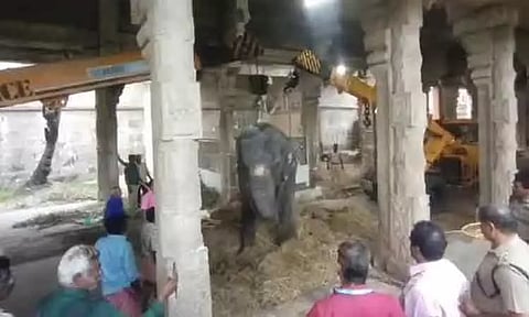 நெல்லையப்பர் கோயில் யானைக்கு உடல்நலக்குறைவு