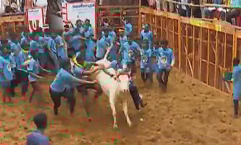 அவனியாபுரம் ஜல்லிக்கட்டு: காளை மீது பவுடர் தூவினால் பரிசு கிடையாது - கலெக்டர் சங்கீதா