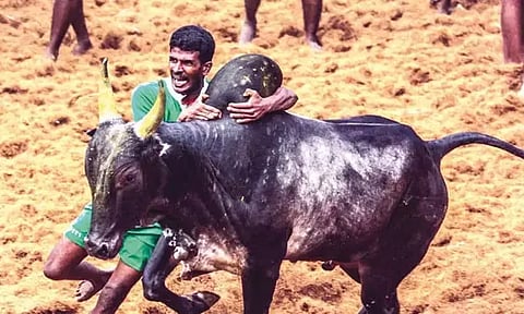 அலங்காநல்லூரில் இன்று ஜல்லிக்கட்டு: உதயநிதி ஸ்டாலின் தொடங்கி வைக்கிறார்