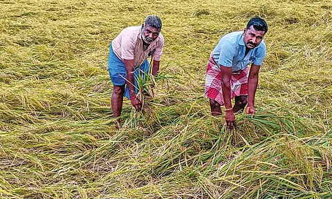 தஞ்சையில் கனமழையால் நெற்பயிர்கள் சேதம்: விவசாயிகள் கவலை