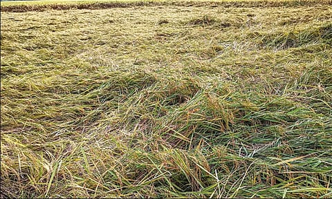 சம்பா, தாளடி நெற்பயிர்களுக்கு நிவாரணம் வழங்குக - விவசாயிகள் சங்கம் வலியுறுத்தல்