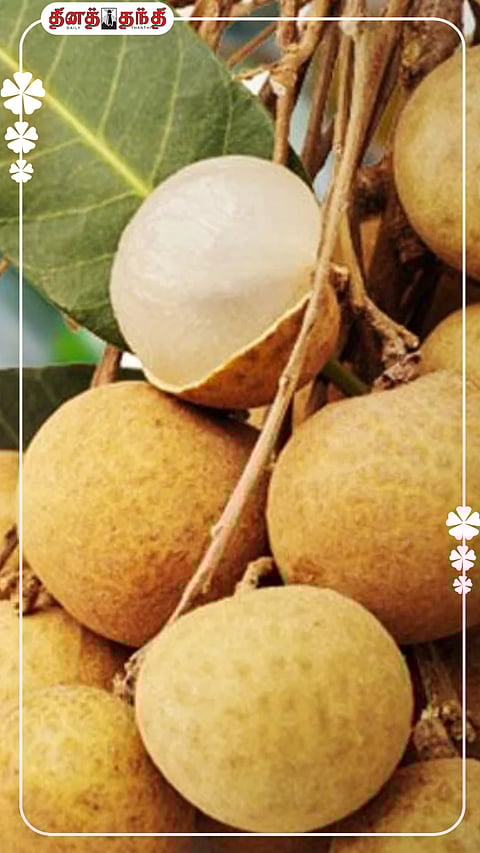 செம்பூவம் (லோங்கன்) பழத்தின் நன்மைகள்..!