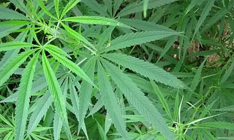 கஞ்சா செடி வளர்க்க இமாசல பிரதேச அரசு அனுமதி