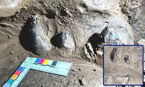 மேகாலயா: 35 மில்லியன் ஆண்டுகளுக்கு முந்தைய புதைபடிவம் திருட்டு