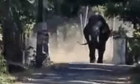 கோவில் விழாவில் விபரீதம்... மிரண்டு ஓடிய யானை தாக்கி ஒருவர் பலி