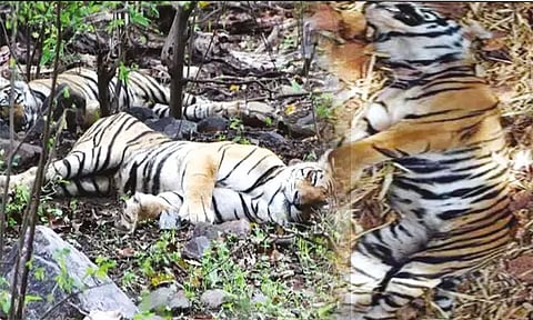 வயநாட்டில் மர்மமான முறையில் இறந்து கிடந்த 3 புலிகள்