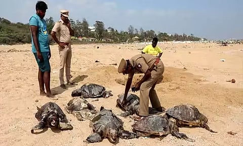 கடலோரப் பகுதிகளில் இறந்து கரை ஒதுங்கும் ஆமைகள்... காரணத்தை கண்டறியும் பணி தீவிரம்