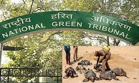 ஆமைகள் இனப்பெருக்க காலத்தில் படகுகள் இயக்க தடை - பசுமை தீர்ப்பாயம் உத்தரவு