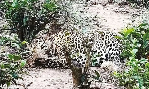 கோவை: தேயிலை தோட்டத்தில் உலா வரும் சிறுத்தை - தொழிலாளர்கள் அச்சம்