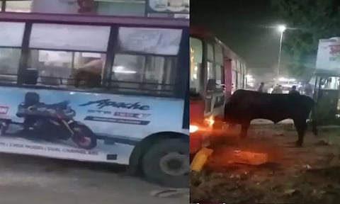 பஸ்சுக்குள் புகுந்து அட்டகாசம் செய்த காளை மாடு...வீடியோ