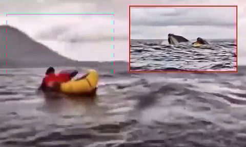 நடுக்கடலில் திகில் சம்பவம்... வாலிபரை படகுடன் விழுங்கி, துப்பிய திமிங்கலம்; வைரலான வீடியோ