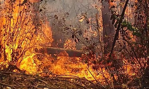 மேற்குத்தொடர்ச்சி மலையில் மீண்டும் காட்டுத்தீ