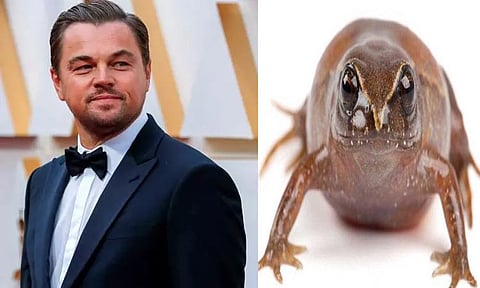 தவளை இனத்திற்கு "டைட்டானிக்" நடிகர் பெயரை சூட்டிய ஆராய்ச்சியாளர்கள்!