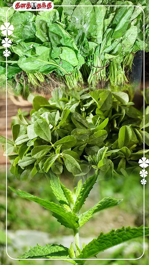 எண்ணற்ற பயன்களை தரும் கீரைகளும் அதன் சத்துக்களும்!