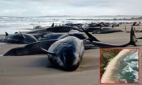 ஆஸ்திரேலியாவில் கரை ஒதுங்கிய 150 திமிங்கலங்கள்; கருணை கொலை செய்ய முடிவு