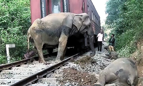 இலங்கையில் ரெயில் மோதியதில் தூக்கி வீசப்பட்டு 6 யானைகள் பலி