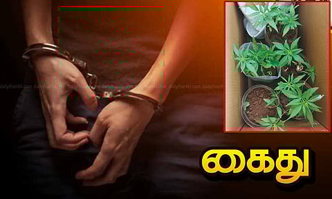 கோவை: வீட்டு மாடியில் கஞ்சா செடி வளர்த்த கல்லூரி மாணவர்கள் 5 பேர் கைது