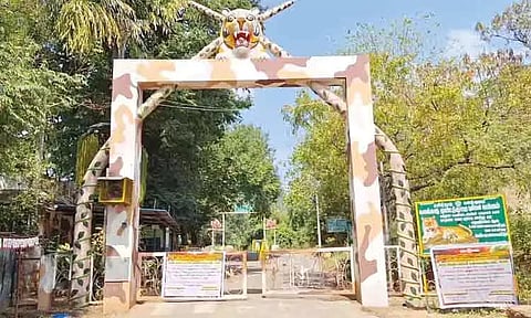 நெல்லையில் புலிகள் கணக்கெடுப்பு பணி: சொரிமுத்து அய்யனார் கோவில், அருவிகளுக்கு செல்ல தடை