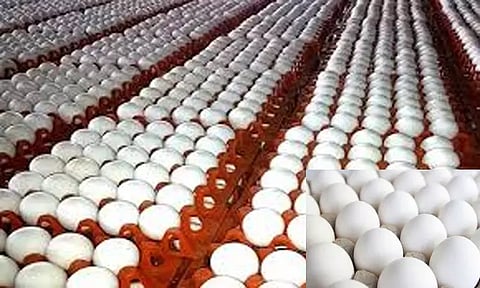 முட்டை கொள்முதல் விலை 30 காசு சரிவு; கடைகளிலும் விலை குறைய வாய்ப்பு