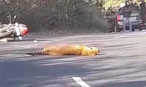 நீலகிரி: சாலையைக் கடக்க முயன்று விபத்தில் சிக்கிய சிறுத்தை புலி