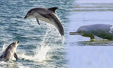இந்திய ஆறுகளில் 6 ஆயிரத்து 300 டால்பின்கள் - ஆய்வில் தகவல்