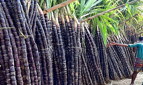 கரும்பு கொள்முதல் விலை டன்னுக்கு ரூ.3,151 ஆக நிர்ணயம்: தமிழக அரசு