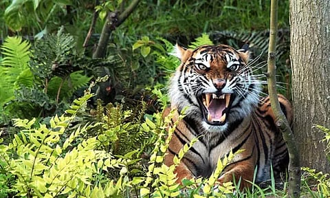 பெண்ணைக் கொன்று சுமார் 300 மீட்டர் இழுத்துச் சென்ற புலி - அச்சத்தில் மக்கள்