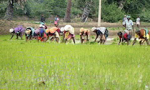 வேளாண்மை சுற்றுலா திட்டத்திற்கு நிதி - பட்ஜெட்டில் வெளியான அறிவிப்பு