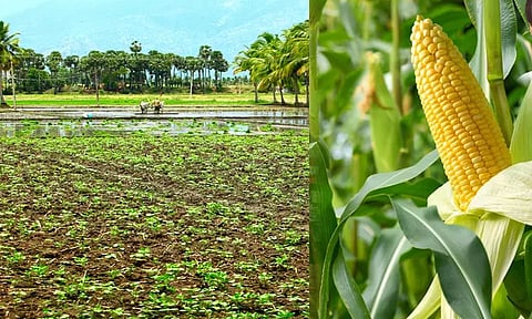 இயற்கை வேளாண்மையை பரவலாக்கம் செய்திட ரூ.12 கோடி நிதி ஒதுக்கீடு - பட்ஜெட்டில் அறிவிப்பு