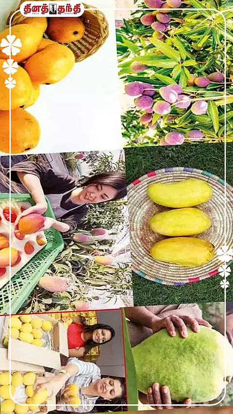 அதிக சுவையும் அதற்கேற்ப விலையும்..டாப் 7 மாம்பழம்.!