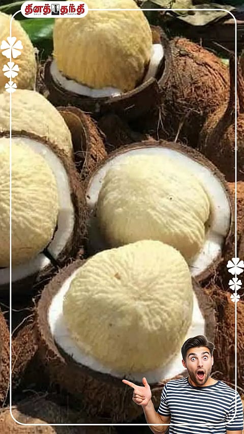 தேங்காய் பூவில் நிறைந்திருக்கும் மருத்துவ குணங்கள்..!