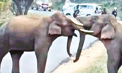 உடுமலை-மூணாறு சாலையில் காட்டு யானைகளிடையே சண்டை: போக்குவரத்து பாதிப்பு