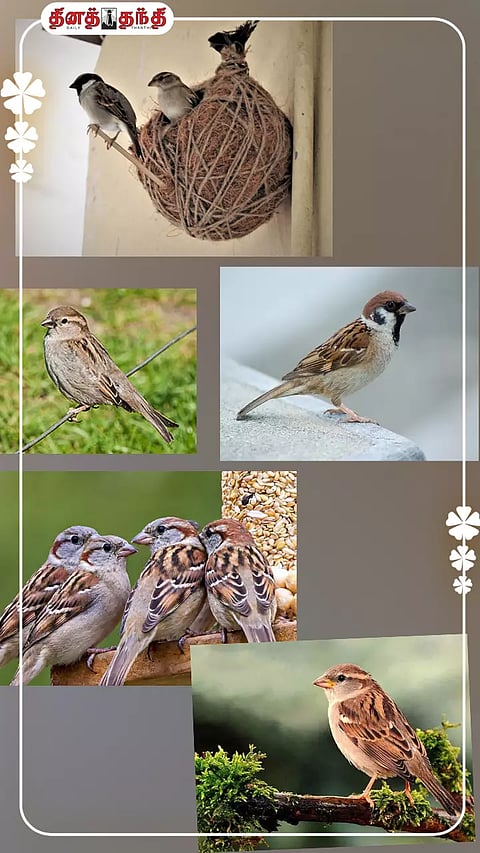 சிட்டுக்குருவி.. சிட்டுக்குருவி.. சேதி தெரியுமா..?