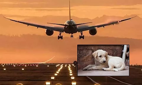விமானத்தில் செல்லப்பிராணியை அனுமதிக்காததால் நாயை நீரில் மூழ்கடித்து கொன்ற பெண் கைது