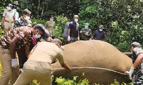 நெல்லை: யானைகளுக்கிடையே ஏற்பட்ட சண்டையில் ஒரு யானை உயிரிழப்பு