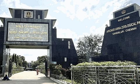 வண்டலூர் உயிரியல் பூங்கா: ஆண் சிங்கம் வீரா உடல்நலக் குறைவால் உயிரிழப்பு