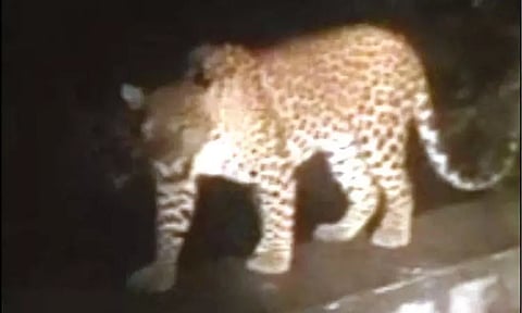 திம்பம் மலைப்பாதையில் தடுப்புச்சுவரில் நடந்து சென்ற சிறுத்தைப்புலி