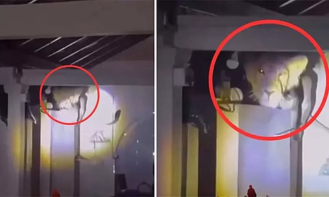 குஜராத்: வீட்டின் சமையல் அறையில் பதுங்கி இருந்த சிங்கம் - வைரல் வீடியோ