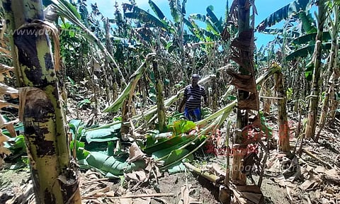 சேலம்: பலத்த காற்றுடன் பெய்த கனமழையால் அடியோடு சாய்ந்த வாழை மரங்கள் - விவசாயிகள் வேதனை