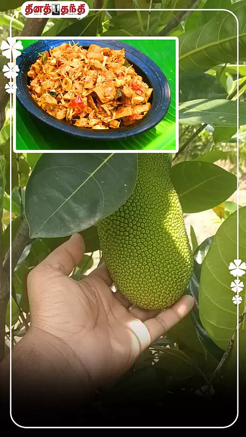 பலா பிஞ்சு சமைத்து சாப்பிடுவதில் இவ்வளவு நன்மைகள் இருக்கா?