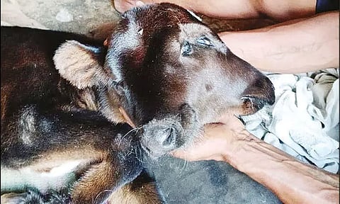 2 தலை, 4 கண்களுடன் பிறந்த அதிசய கன்றுக்குட்டி