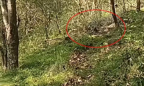 திண்டுக்கல்: ஆடலூர் வனப்பகுதியில் எரிந்த நிலையில் இளம்பெண் சடலம் மீட்பு