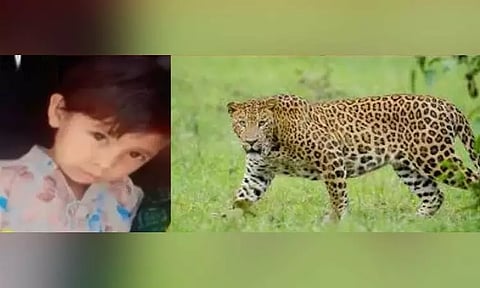 3 வயது சிறுமியை கொன்ற சிறுத்தை; அதிர்ச்சி சம்பவம்